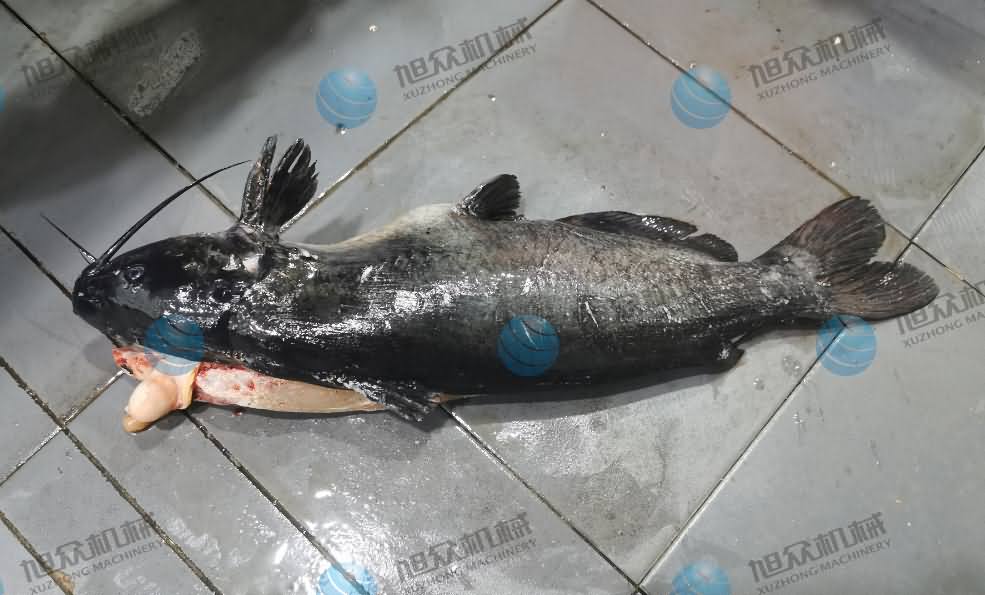 殺魚機，商用殺魚機，全自動殺魚機，旭眾殺魚機，殺魚機哪家好