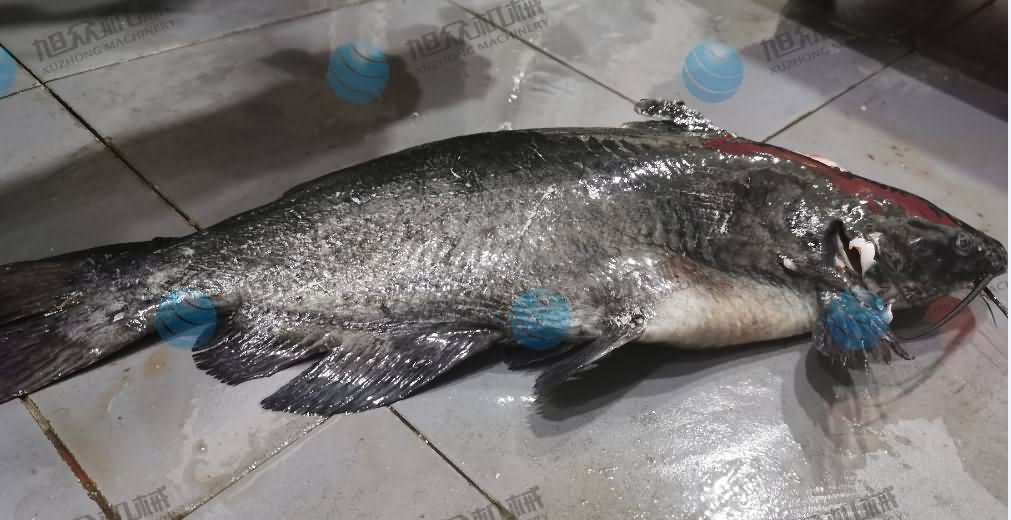 殺魚機，商用殺魚機，全自動殺魚機，旭眾殺魚機，殺魚機哪家好