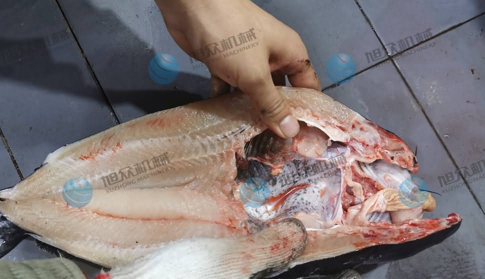 殺魚機，商用殺魚機，全自動殺魚機，旭眾殺魚機，殺魚機哪家好