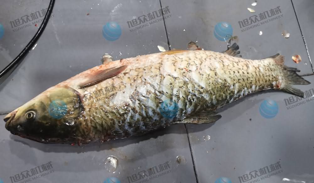 殺魚機，商用殺魚機，全自動殺魚機，旭眾殺魚機，殺魚機哪家好