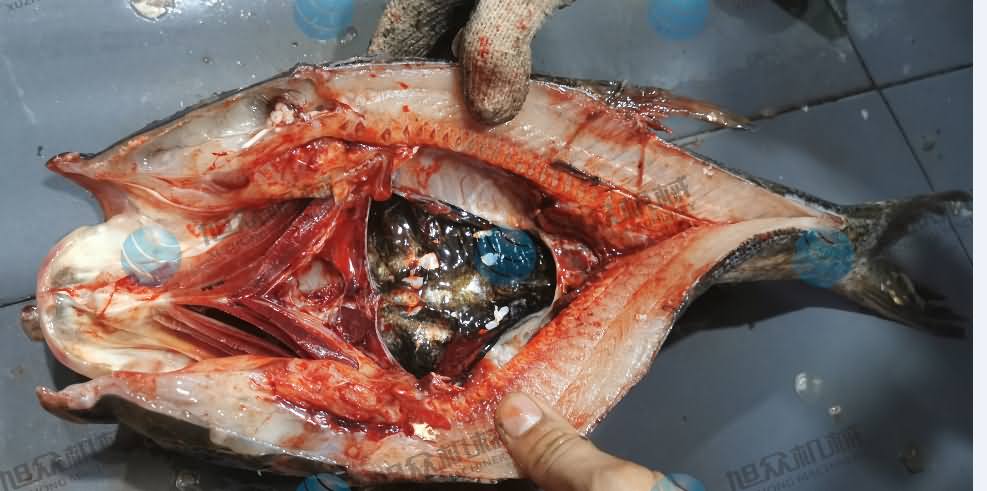 殺魚機，商用殺魚機，全自動殺魚機，旭眾殺魚機，殺魚機哪家好