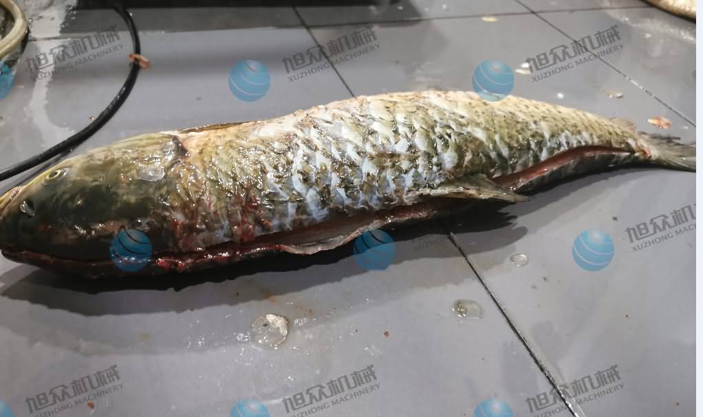 殺魚機，商用殺魚機，全自動殺魚機，旭眾殺魚機，殺魚機哪家好