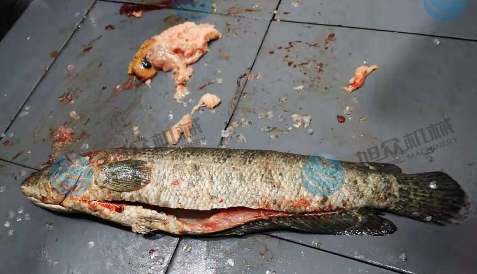 魚片機，片魚片機，片魚機，斜切魚片機，全自動魚片機