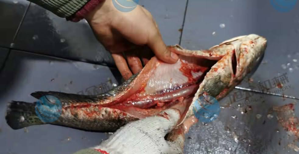 魚片機，片魚片機，片魚機，斜切魚片機，全自動魚片機