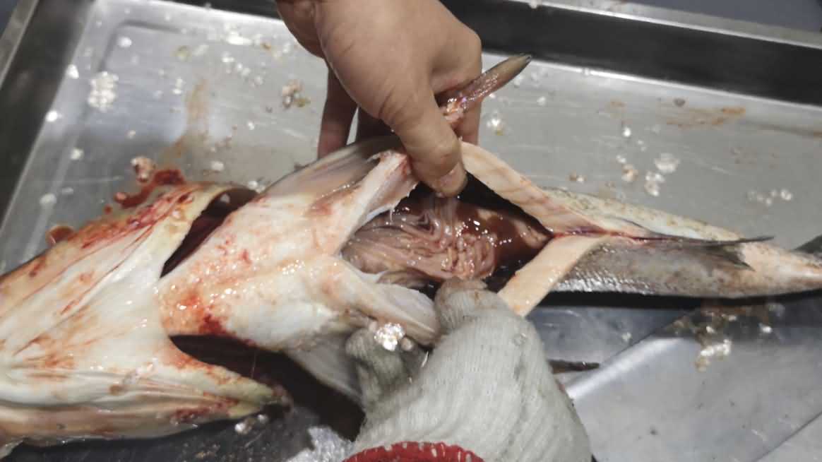 殺魚機(jī),殺魚機(jī)器,自動殺魚機(jī),殺魚機(jī)多少錢,殺魚機(jī)價(jià)格 殺魚機(jī),殺魚機(jī)器,自動殺魚機(jī),殺魚機(jī)多少錢,殺魚機(jī)價(jià)格