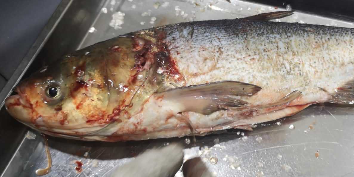 殺魚機(jī),殺魚機(jī)器,自動殺魚機(jī),殺魚機(jī)多少錢,殺魚機(jī)價(jià)格 殺魚機(jī),殺魚機(jī)器,自動殺魚機(jī),殺魚機(jī)多少錢,殺魚機(jī)價(jià)格