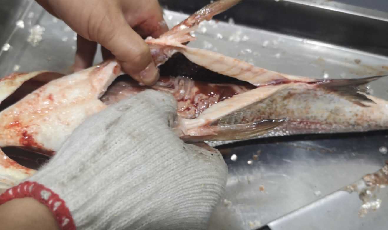 殺魚機(jī),殺魚機(jī)器,自動殺魚機(jī),殺魚機(jī)多少錢,殺魚機(jī)價(jià)格 殺魚機(jī),殺魚機(jī)器,自動殺魚機(jī),殺魚機(jī)多少錢,殺魚機(jī)價(jià)格