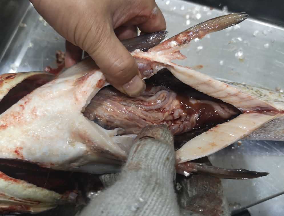 殺魚機(jī),殺魚機(jī)器,自動殺魚機(jī),殺魚機(jī)多少錢,殺魚機(jī)價(jià)格 殺魚機(jī),殺魚機(jī)器,自動殺魚機(jī),殺魚機(jī)多少錢,殺魚機(jī)價(jià)格