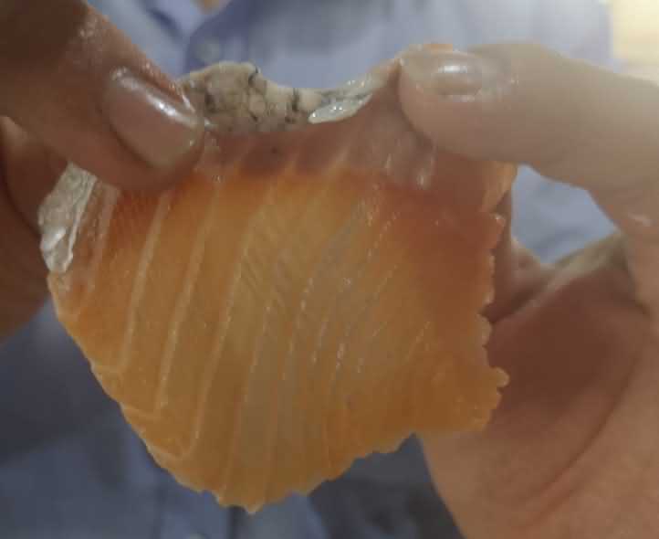 魚片機，自動切魚片機，旭眾魚片機，多功能切魚片機，魚片機多少錢