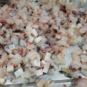 全自動(dòng)切丁機(jī) “切丁機(jī)切10mm草魚(yú)丁 ”效果反饋！