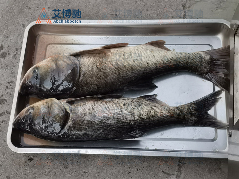 客戶自備物料，花鰱未加工前